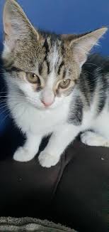 Fix any problems she may have. Cats Kittens Rehome Buy And Sell Preloved In 2020 Cats And Kittens Unusual Animals Kittens