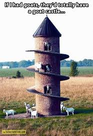 If I Had Goats Hayvan Barinagi Ciftlikler Evcil Hayvanlar
