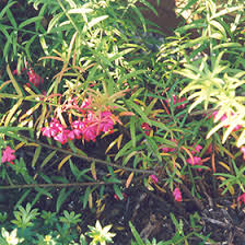 Maybe you would like to learn more about one of these? Dwarf Turkestan Burning Bush Euonymus Nanus Turkestanicus In Winnipeg Headingley Oak Bluff Manitoba Mb At Shelmerdine Garden Center