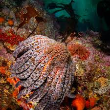 Image result for Pycnosphaera