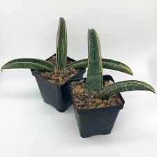 Image result for Sansevieria hallii