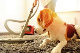 All you need to do to keep the smoke detector from going off is cover it with a shower cap. 12 Best Vacuums To Help You Deal With Dog Hair K9 Of Mine