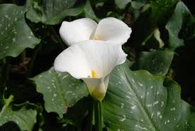 Image result for Zantedeschia aethiopica