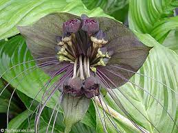 Tacca Chantrieri Black Bat Flower
