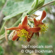 Image result for Grewia villosa
