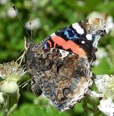 Vanessa Atalanta Linnaeus 1758 Le Farfalle Della Puglia Kelebekler