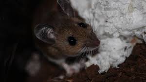 Flooring filler or decorators caulk. Are There Mice In Your Attic Or Hvac System Dengarden