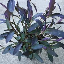 Image result for Tradescantia pallida