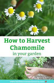 How To Harvest Chamomile And Dry Chamomile Flowers Chamomile Plant Chamomile Flowers Gardening For Kids