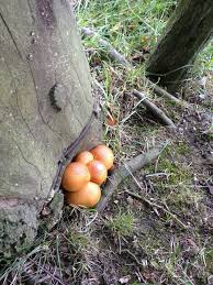 Image result for Gymnosporia pubescens