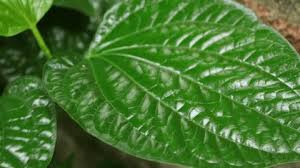 Image result for Leptonychia