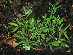 Image result for Microstegium