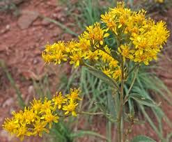 Image result for Sophora velutina