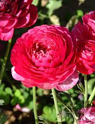 Image result for Ranunculus