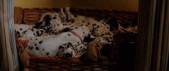 Гленн клоуз, джефф дэниелс, джоэли ричардсон и др. 101 Dalmatians 1996
