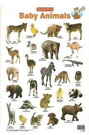 Buy Educational Charts Baby Animals Book Online At Low