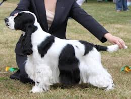 Find spaniel in dogs & puppies for rehoming | 🐶 find dogs and puppies locally for sale or puppies come with their first vaccination and tails docked. Parti Coloured Cocker Spaniels