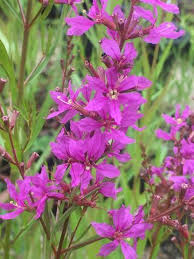 Image result for Lythrum