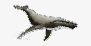 Download humpback whale stock vectors. Humpback Whale Humpback Whale Scientific Illustration Png Image Transparent Png Free Download On Seekpng