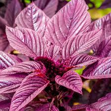 Image result for Amaranthus cruentus