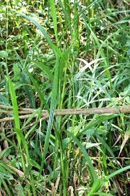 Image result for Scleria nyasensis