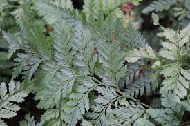 Image result for Davalliaceae