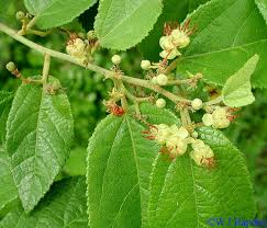 Image result for Guazuma