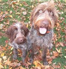 With an expressive face, complete with a scraggly beard and eyebrows, it's easy for their. Wirehaired Pointing Griffon Dog Breed Information And Pictures