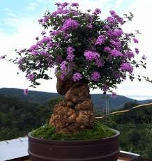 Maybe you would like to learn more about one of these? Macam Macam Gaya Bonsai Lantana Yang Cantik Dan Indah Catatanairulbilal Com