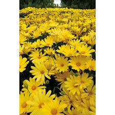 Does bath & body works offer free shipping? Serres Noel Wilson Assorted Annual Flowers 4 5 In Pot 43040 Reno Depot