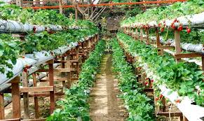 The visitors can take a stroll through the orchards, pluck strawberries at a cost and capture. Genting Strawberry Leisure Farm Come Enjoy Fresh Strawberries At This Popular Tourist Attraction In Genting Highlands Big Kuala Lumpur