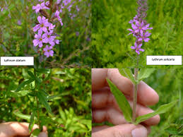 Image result for Lythrum