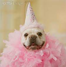 French Bull Dog Wearing Party Hat And Feathers Close Up Bulldog French Bulldog French Bull