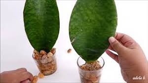 The whale fin can handle most lighting conditions. Sansevieria Masoniana Growing In Water And Care Diy Wall Hanging Decor Whale Fin Snake Plant Youtube