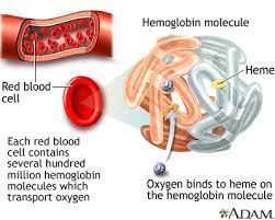 Anemia Medlineplus Medical Encyclopedia
