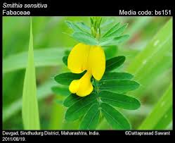 Image result for Smithia erubescens