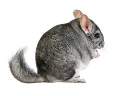 How long does it take for you to switch foods? Chinchilla Baths Dust Only They Don T Mix With Water Small Pet Select
