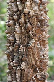 Image result for Zanthoxylum chalybeum
