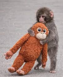 Art Select | Punch-kun, a Japanese macaque born in July 2025 at Ichikawa  City Zoo, was rejected by his mother just days after birth. Keepers stepped  in... | Instagram