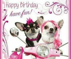 Birthday Chihuahua Funny Happy Birthday Pictures Happy Birthday Pictures Happy Birthday Dog