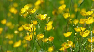 Der #hahnenfuß ist giftig, besonders die wurzeln. Scharfer Hahnenfuss Ranunculus Acris Pferde World