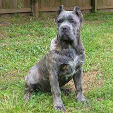 We did not find results for: What Is The Purpose Of Clipping A Dog S Ear Quora