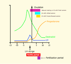 Artificial Insemination In Dogs Intechopen