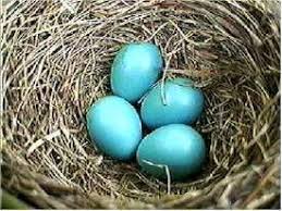 Birds That Lay Blue Eggs On The Ground Fact Robins Usually Lay Four Eggs And Then Stop Like Most Birds They Lay One Egg A Day Until Their Clutch Is Co Bird Eggs Blue Jay Eggs Robins Egg