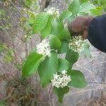Image result for Holarrhena floribunda