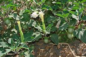 Image result for Rhynchosia heterophylla