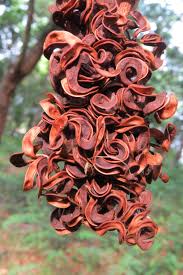 Pin On Seed Pods Seeds