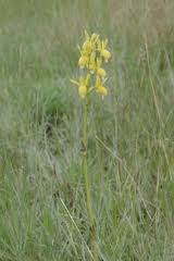 Image result for Eulophia angolensis