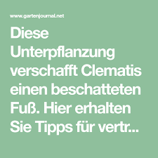 Diese Unterpflanzung Verschafft Clematis Einen Beschatteten Fuss Hier Erhalten Sie Tipps Fur Vertragliche Pflanznachbarn Einer Wald Clematis Waldreben Pflanzen