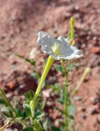 Image result for Petunia axillaris